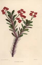 Kroon van doornen, Euphorbia milii (Euphorbia bojeri)